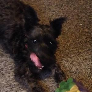 Meet your Posher, Roy